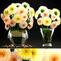 Bouquet of flowers Dahlias