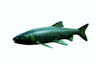 Troutfish