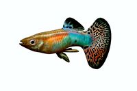 Guppy Fish