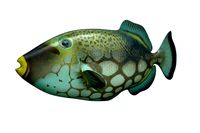 Trigerfish