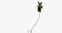 Cocos Nucifera 6354 - 02
