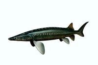 Sturgeon Fish