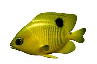 Yellow Fish