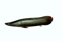 Arapaima Fish