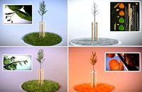 Tilia Tree - 2 Meters - All Season