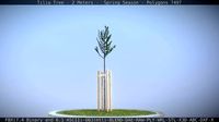 Tilia Tree - 2 Meters - Spring Season
