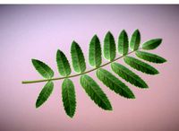Rowan Berries Leaf High Poly