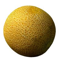 Melon