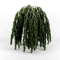 Betula