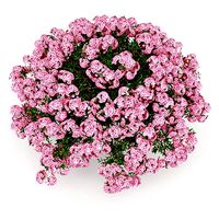 Azalea
