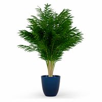 Areca Palm