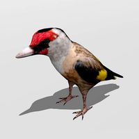 Goldfinch