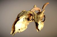 Photorealistic scanned cow skull with removable horns