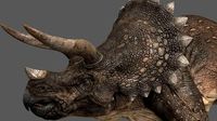 Triceratops - animations