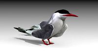 Arctic Tern