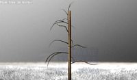 Plum Tree 2m Winter Season