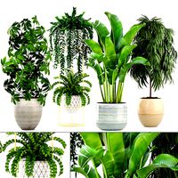Collection plants