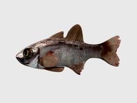Modal Fish02