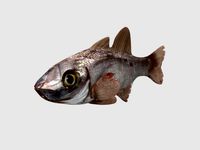 Rig Fish02