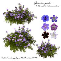 Geranium garden