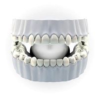 Teeth tongue without texture 3d model