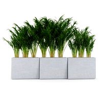 Twista Contemporary Modern Outdoor Planter Pot Areca Palm