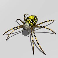 Wasp spider