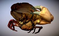 Scanned photorealistic Crab