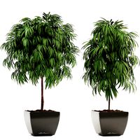 Ficus Alii