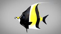 moorish idol fish