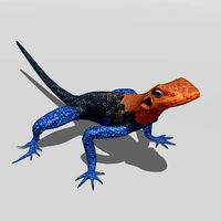 Agama Lizard