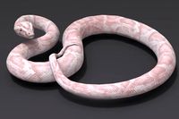 White Snake
