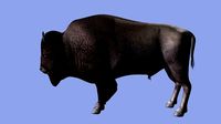 American Bison