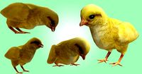 Chick lowpoly