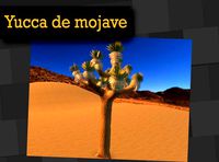 Yucca de mojave Mexican Plant