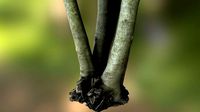 Fig tree environment low poly 3D model