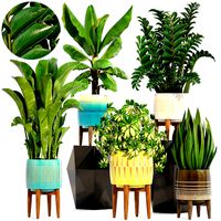 Collection plants