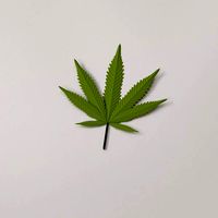 Cannabis Leaf