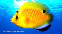 Yellow Angel Fish