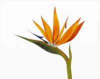 Bird of Paradise Flower