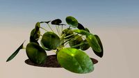 Plant elephantear  Chinese money plant