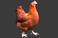 Animated Hens Chicken lowpoly