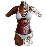 Full Anatomy Of Female Torso 3DSmax