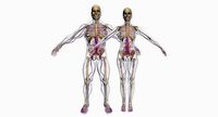 Male And Female Circulatory System 3DSmax