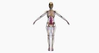 Female Circulatory System 3DSmax