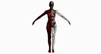Full African American Female Anatomy
