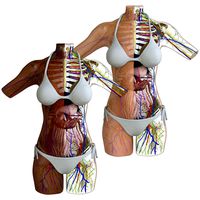 Full Female Torso Anatomy Composition
