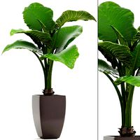 Alocasia macrorrhiza