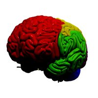 Human Brain Regions