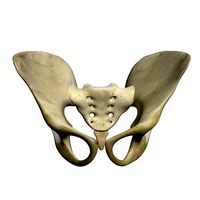 Human Pelvis